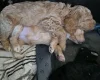 Cockapoo