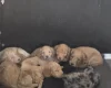 Cockapoo