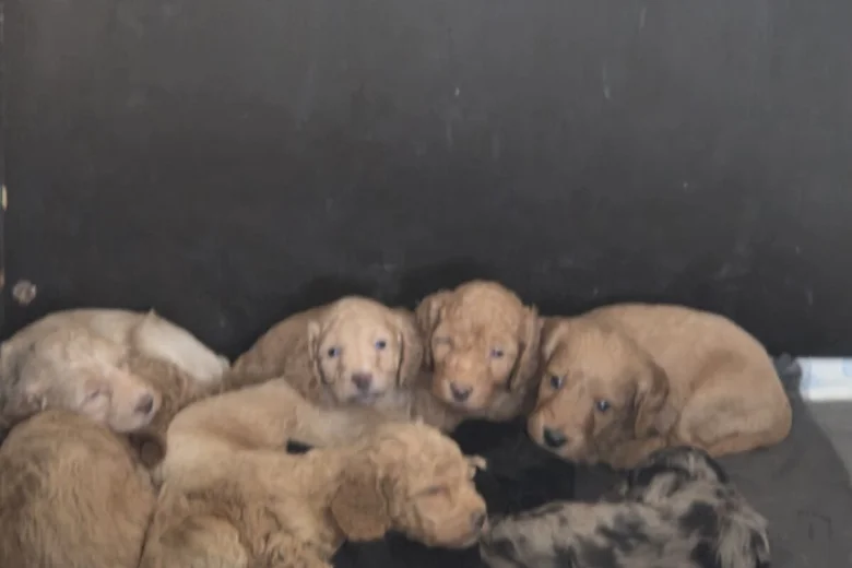Cockapoo