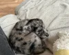 Cockapoo