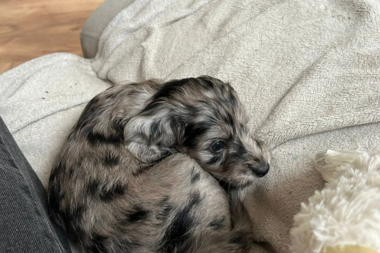 Cockapoo