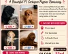 Cockapoo