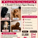 Cockapoo