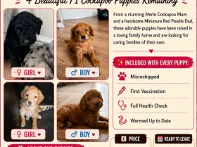 Cockapoo