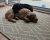 Cockapoo