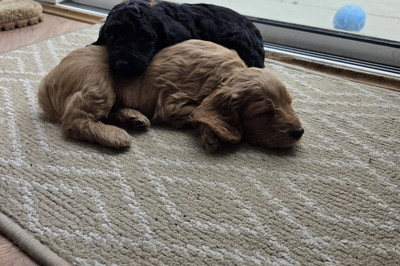 Cockapoo