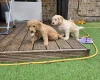 Goldendoodle