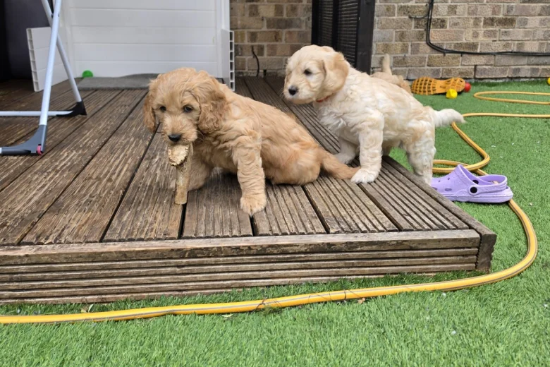 Goldendoodle
