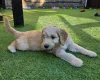 Goldendoodle