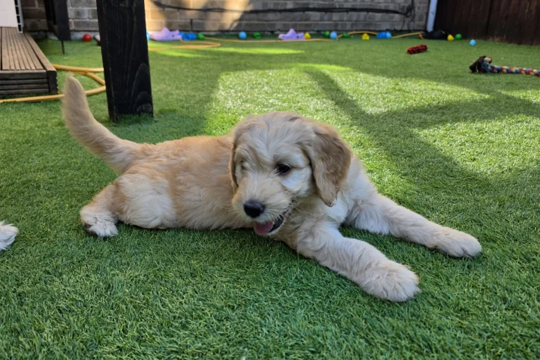 Goldendoodle