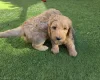 Goldendoodle