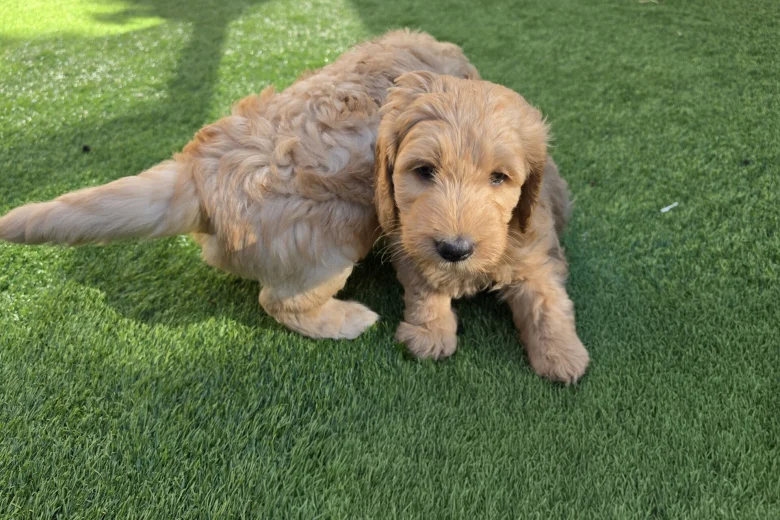 Goldendoodle
