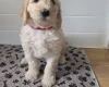 Goldendoodle