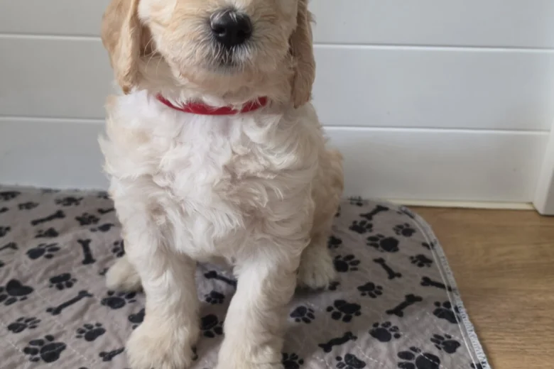 Goldendoodle