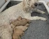 Goldendoodle