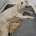 Goldendoodle