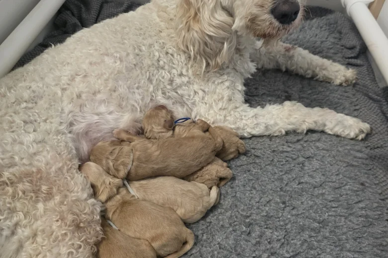 Goldendoodle