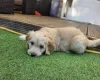 Goldendoodle