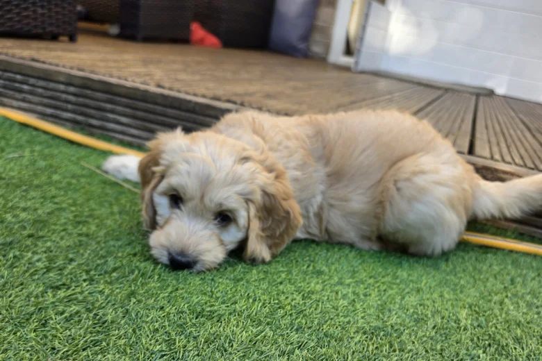 Goldendoodle