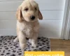 Goldendoodle