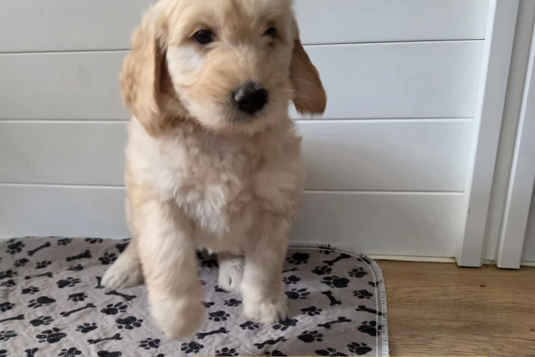 Goldendoodle