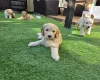 Goldendoodle