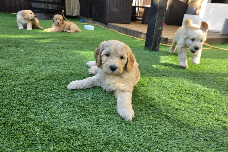 Goldendoodle