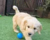 Goldendoodle