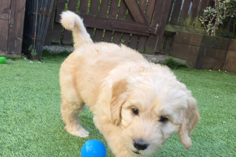 Goldendoodle