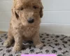 Goldendoodle