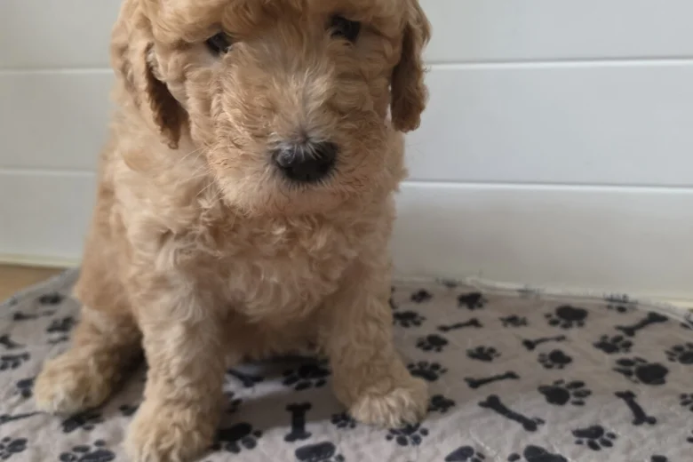Goldendoodle