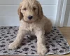 Goldendoodle