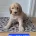 Goldendoodle
