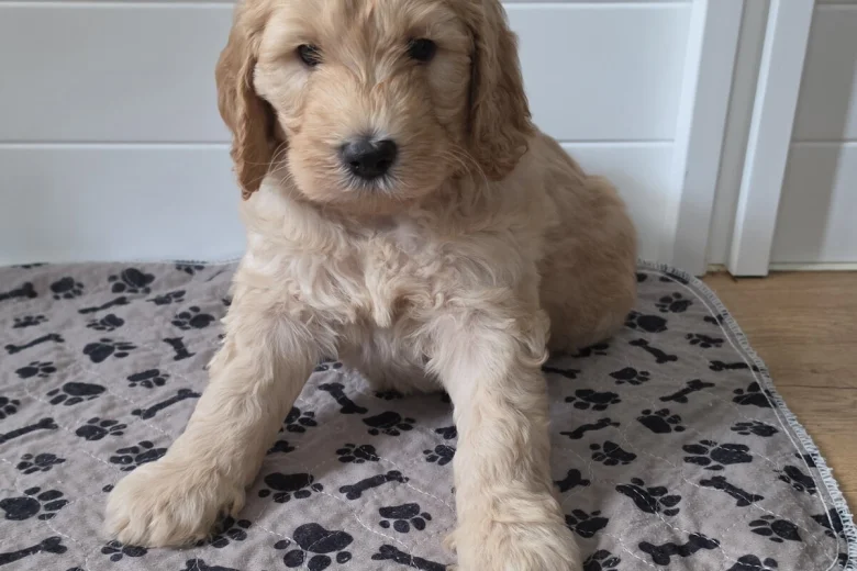 Goldendoodle