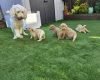 Goldendoodle