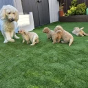 Goldendoodle