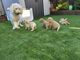 Goldendoodle