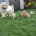 Goldendoodle