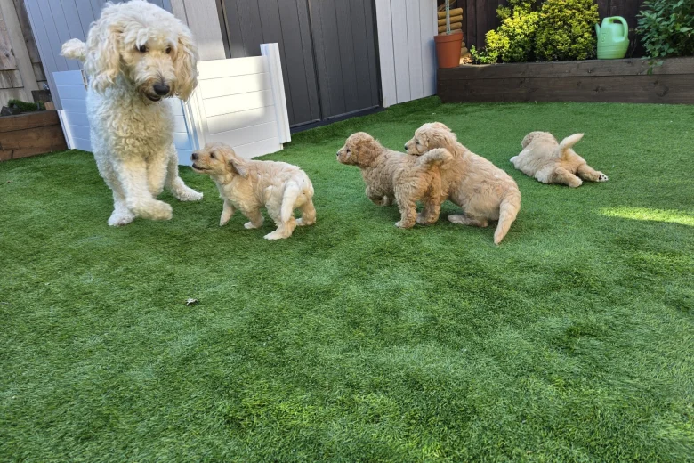 Goldendoodle