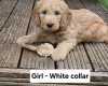 Goldendoodle