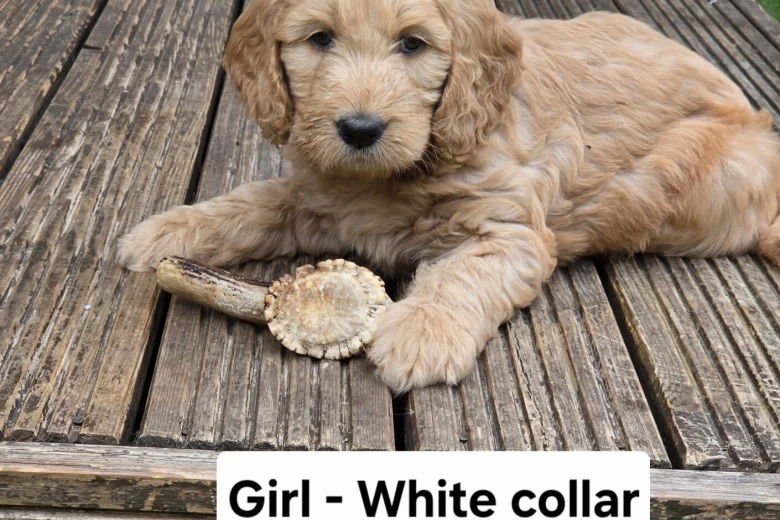 Goldendoodle