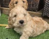 Goldendoodle