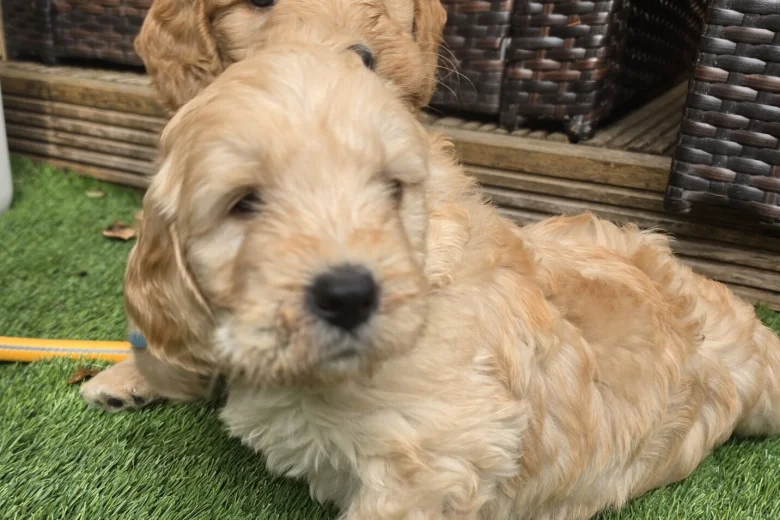 Goldendoodle