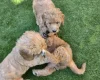 Goldendoodle