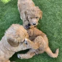 Goldendoodle