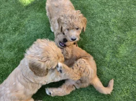 Goldendoodle