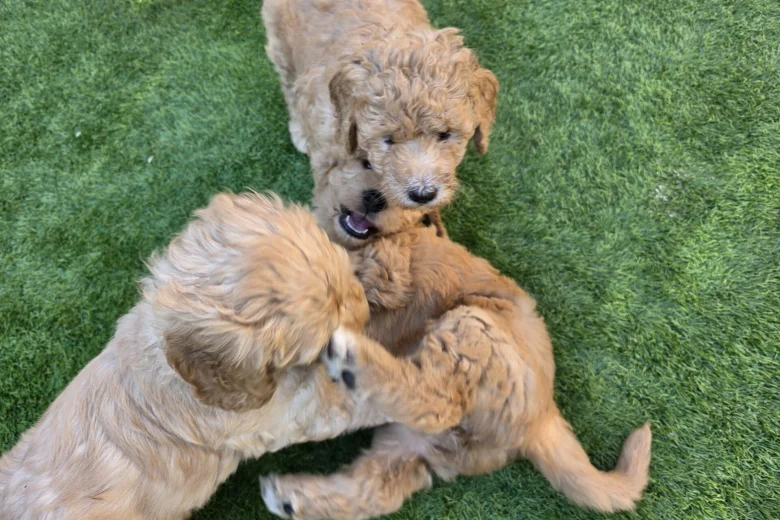 Goldendoodle