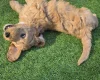 Goldendoodle