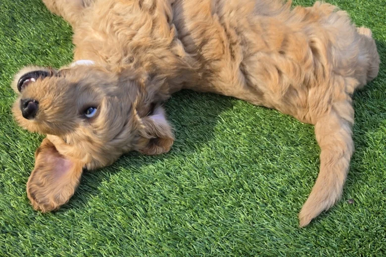 Goldendoodle