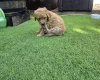 Goldendoodle
